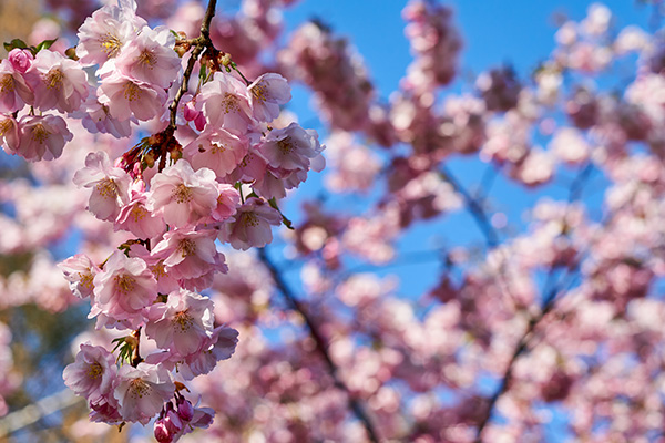Sakura Extract: The Secret To A Radiant Springtime Glow